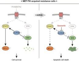 Overcoming MET-targeted drug resistance in MET-amplified lung cancer by aurora kinase B inhibition