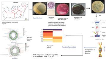 Comparative genomic analysis of Multi-Drug Resistance and Virulence Determinants of Escherichia coliSKN 649 and Staphylococcus ureilyticusSKN 217 isolated and characterized from milk and milk products in Anand, Gujarat, India