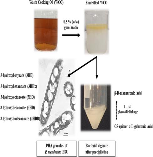 Eco-Friendly Biopolymers: Eco-Friendly Biopolymers: Converting Waste Cooking Oil Into Simultaneous Production of Two Valuable Polyhydroxyalkanoates and Bacterial Alginate Through Microbial Conversion