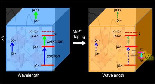 Exciton and Biexciton Transition Reveals Auger and Energy Transfer Dynamics in Mn-Doped CsPbCl3 Nanocrystals