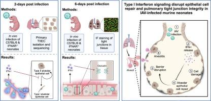 Influenza virus-induced type I interferons disrupt alveolar epithelial repair and tight junction integrity in the developing lung