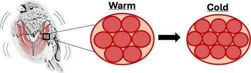 Modifications to skeletal muscle morphology correlate with increased thermogenic capacity during cold-acclimation in Dark-eyed Juncos (Junco hyemalis)