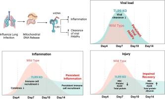 Damage sensing through TLR9 regulates inflammatory and antiviral responses during influenza infection