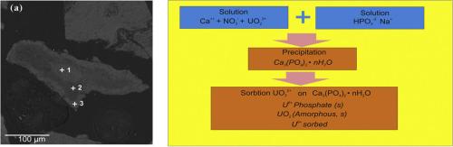 Uranium uptake by phosphate minerals from Ca-containing technogenic solutions: Experimental study