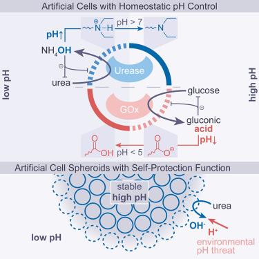 Homeostatic artificial cells enable self-protection in prototissue spheroids