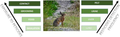 Exposure of European hares (Lepus europaeus) to pesticides in Danish agricultural areas