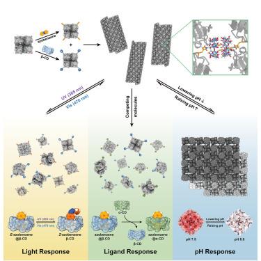 Design of light- and chemically responsive protein assemblies through host-guest interactions