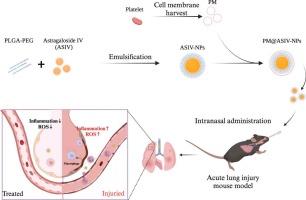 Intranasal delivery of platelet cell membrane-cloaked Astragaloside IV loaded biomimetic nanoparticles for enhanced therapeutics in acute lung injury mice