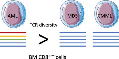 Comparative Analysis of the TCR Repertoire in Bone Marrow CD8+ T Cells From Patients With Acute Myeloid Leukemia, Myelodysplastic Neoplasms, and Chronic Myelomonocytic Leukemia