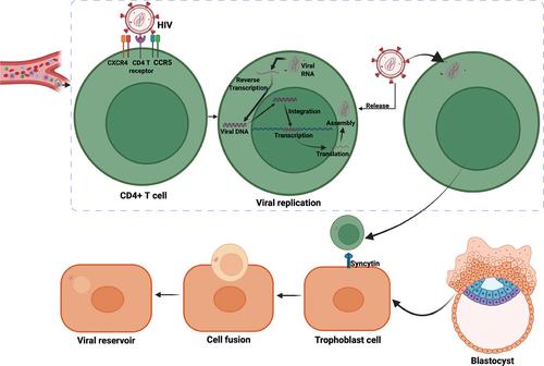 The Complex Role of CD8+ T Cells in Placental HIV Infection
