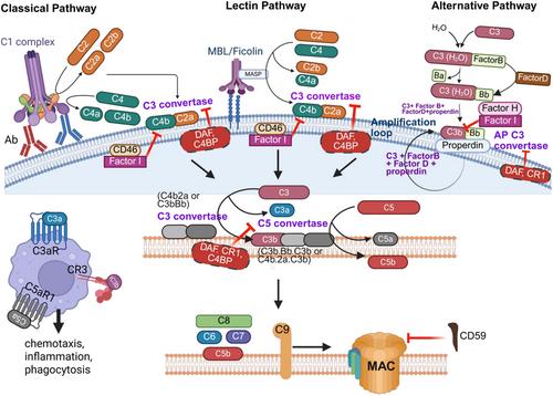 Pro- and Anti-Inflammatory Role of Complement in Cancer