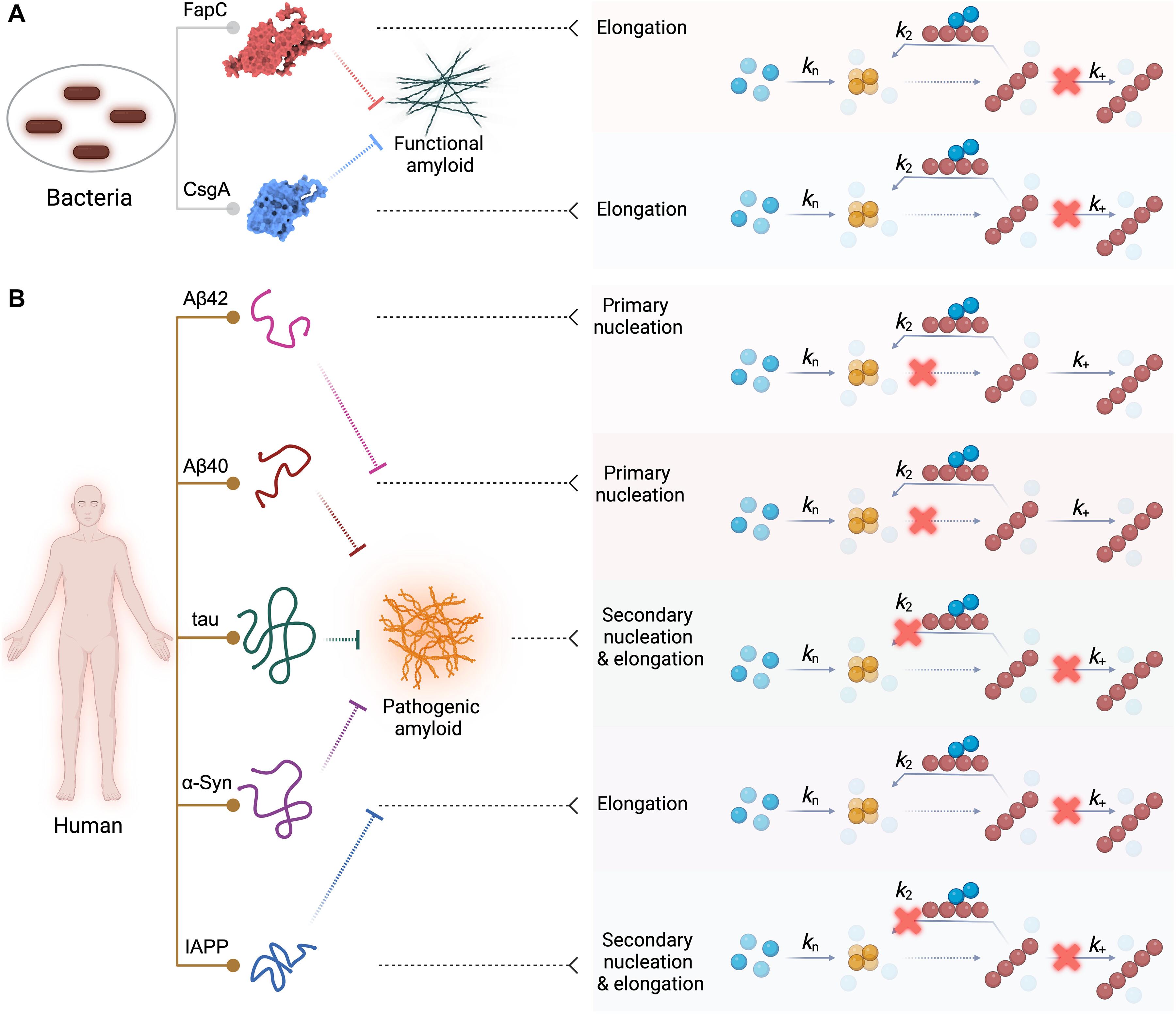 Helicobacter pylori CagA protein is a potent and broad-spectrum amyloid inhibitor