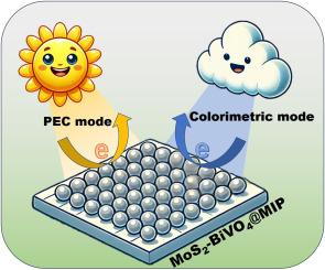 Bifunctional MoS2-BiVO4 heterojunction boosts photoelectrochemical and colorimetric dual-mode sialic acid sensing
