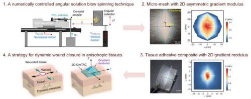 Tissue adhesive composite with 2D gradient modulus for effective wound closure on tissue with anisotropic properties