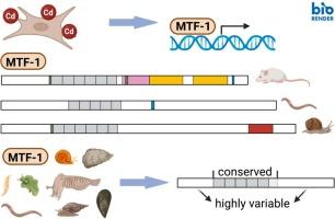 Structural and functional plasticity of metal-responsive transcription factor 1 (MTF-1) within Lophotrochozoa