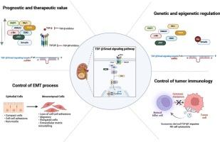 Unveiling the TGF-β/Smad signaling in renal carcinoma progression: Prognostic and therapeutic insights