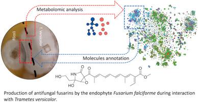 Reverse chemical ecology to study the defense of the plant host Sextonia rubra and the chemical mediators of its endophyte Fusarium falciforme against phytopathogen Trametes versicolor