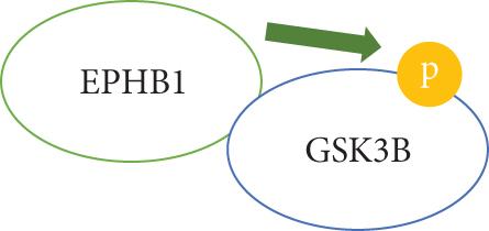 EPHB1 Protein Promoted the Progression of Prostate Adenocarcinoma Through Phosphorylating GSK3B and Activating EPHB1-GSK3B-SMAD3 Pathway