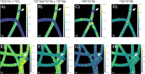 Inactive “Ghost” Cells Do Not Affect Motility and Long-Range Electron Transport in Filamentous Cable Bacteria