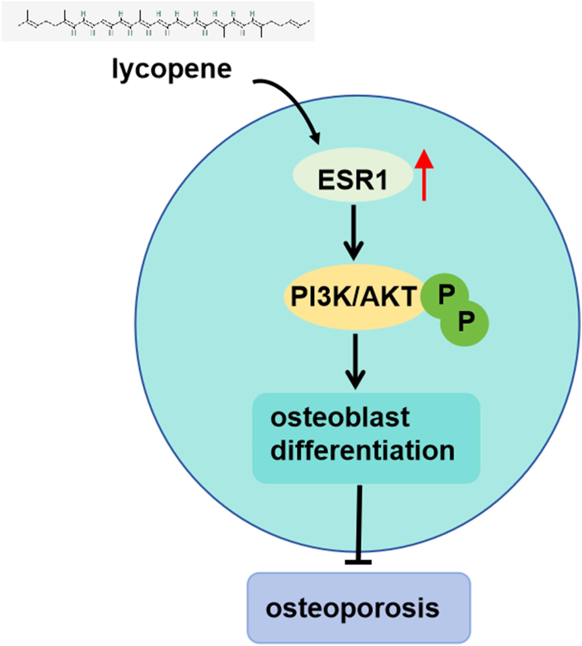Anti-Osteoporosis Activity of Lycopene Through ESR1: Network Pharmacology, Molecular Docking, Imaging Technology, and Experimental Validation