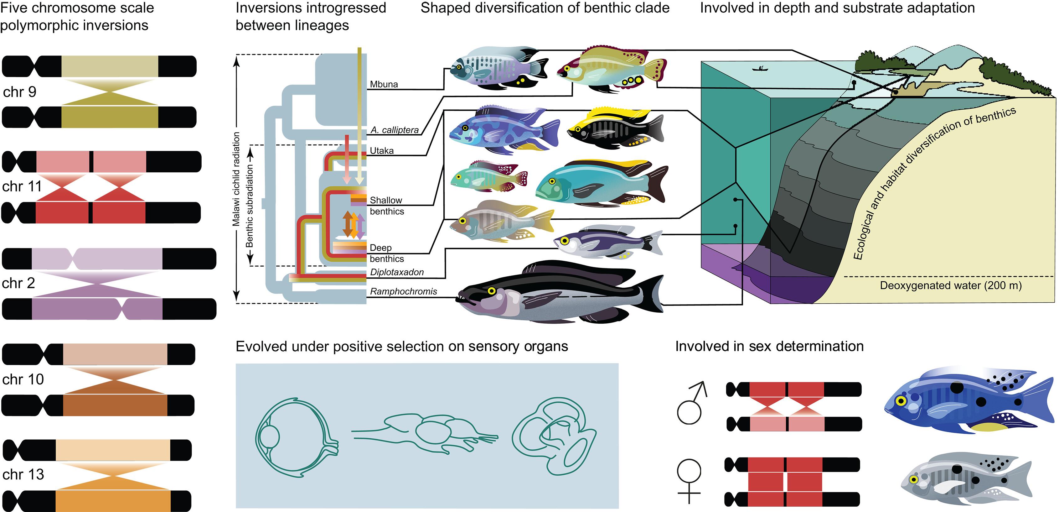 Introgression dynamics of sex-linked chromosomal inversions shape the Malawi cichlid radiation