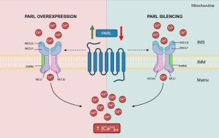 Impact of PARL-mediated mitochondrial protease activity on calcium regulation