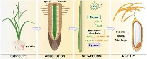 Size-dependent effects of polystyrene micro- and nanoplastics on the quality of rice grains and the metabolism mechanism