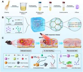 Multifunctional DNA hydrogels with light-triggered gas-therapy and controlled G-Exos release for infected wound healing