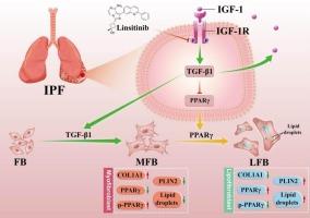 Targeting insulin-like growth factor 1 signaling with Linsitinib to modulate fibroblast plasticity and attenuate pulmonary fibrosis