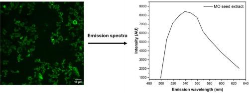 Intrinsic fluorescence in Moringa Oleifera seed extract