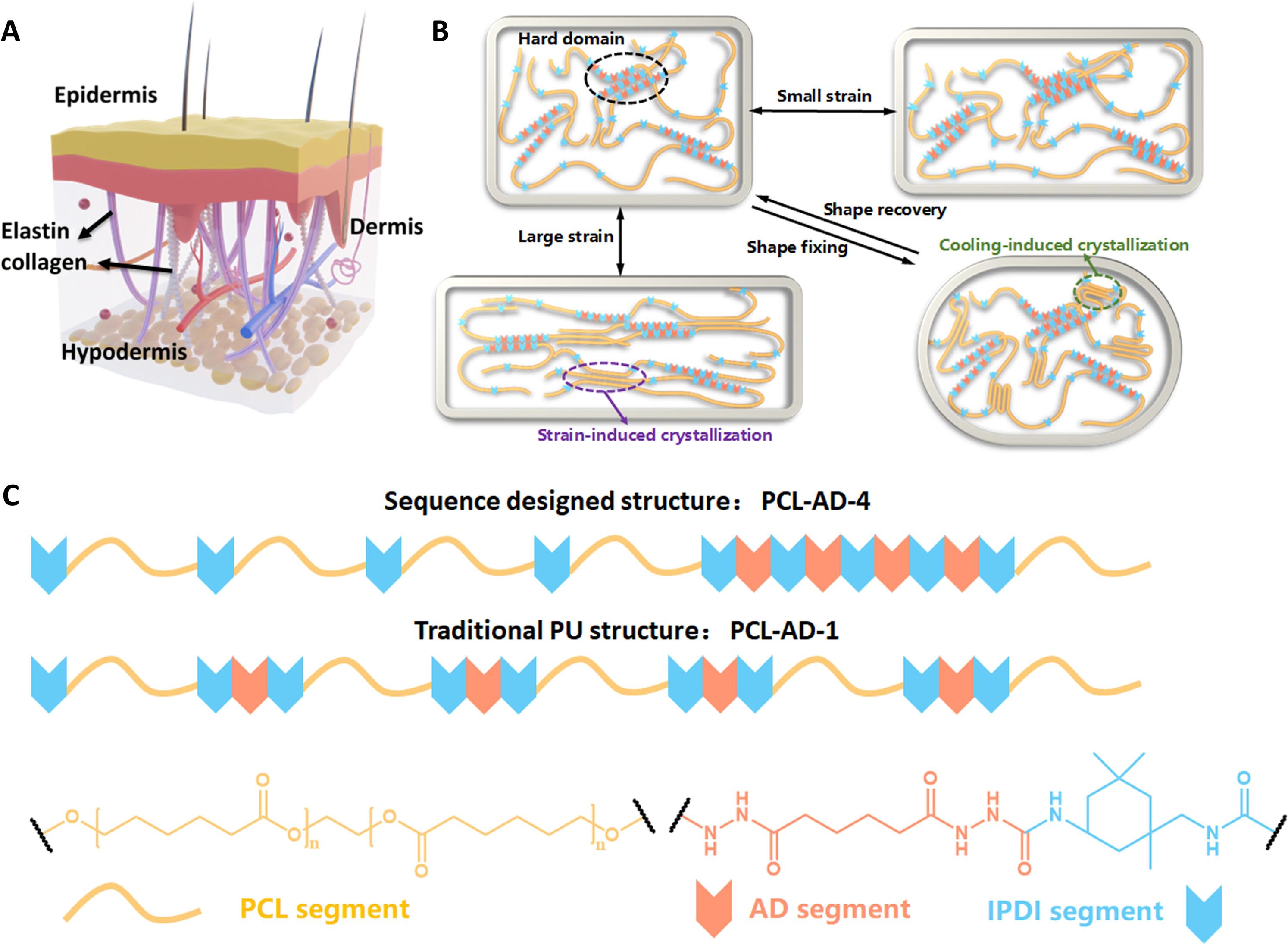 Damage-resistant and body-temperature shape memory skin-mimic elastomer for biomedical applications