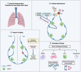 Exploring the frontier of lung alveolar regeneration: Cellular dynamics, aging effects, and emerging therapeutics