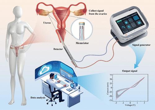 A Memristor Based on Organic Heterojunction for Monitoring Follicular Fluid within the Ovaries during Aging