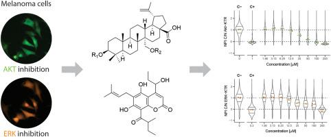 Coumarins and betulinic acid analogues from Mammea americana and their inhibitory activities on oncogenic MAPK/ERK and PI3K/AKT pathways in human melanoma cells