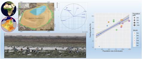 Climatic and population-dependent drivers of feeding activity in the wintering common shelduck (Tadorna tadorna)