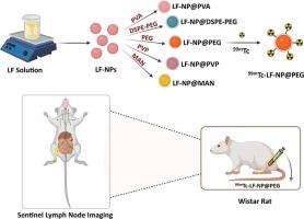Surface-modified 99mTc-Lactoferrin nanoparticles as tracers for sentinel lymph node mapping