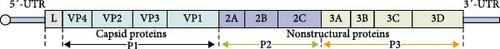 Isolation and Characterization of Seneca Valley Virus From Pig Transboundary Spread to the Mink Infection