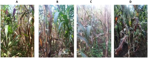 Evaluation of Ethiopian sorghum germplasm for resistance to anthracnose and performance for desirable agronomic traits