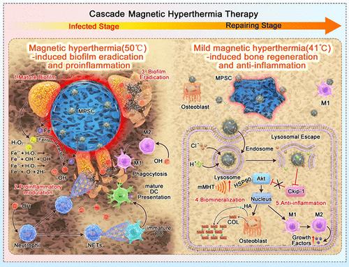 Cascade Magnetic Hyperthermia Therapy for Biofilm Eradication and Bone Regeneration via Dual Osteoimmuno-regulation