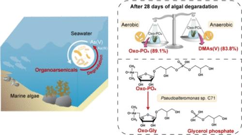 Biodegradation of Arsenosugars from Red Alga Pyropia haitanensis