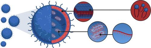 Structure and Morphology of Lipid Nanoparticles for Nucleic Acid Drug Delivery: A Review