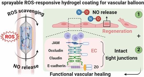 Sprayable Reactive Oxygen Species-Responsive Hydrogel Coatings Restore Endothelial Barrier Integrity for Functional Vascular Healing
