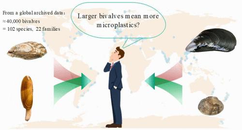 From a Global Archived Data Perspective: Larger Bivalves Mean More Microplastics?
