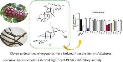 Kadcoccinoids A-K, triterpenoids from Kadsura coccinea with PCSK9 expression inhibitory activities
