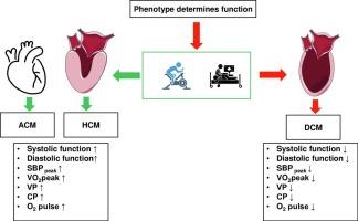 Incidence of cardiovascular risk factors and exercise phenotyping in cardiomyopathies: One size does not fit all
