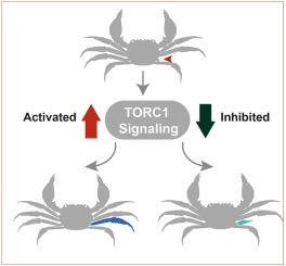 Regenerative growth in Eriocheir sinensis is driven by Slc7a5-TORC1-regulated cell signaling