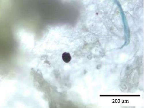 Microplastics in Commercial Fish Feed in Bangladesh: An Emergent Risk Factor for Aquaculture