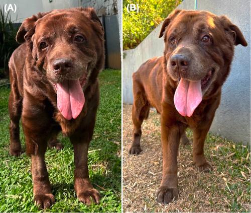 Hypersomatotropism and Hypercortisolism Caused by a Plurihormonal Pituitary Adenoma in a Dog
