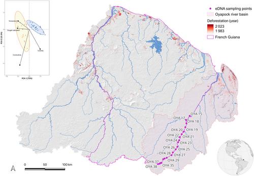 Tropical Rainfall and eDNA Washout Impact Estimations of Amazonian Biodiversity Patterns From Environmental Samples