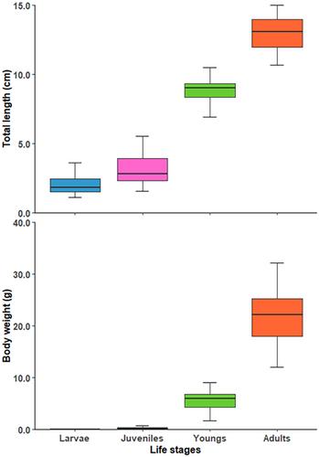 Allometric Growth and Condition Factors Throughout an Annual Life History of Landlocked Ayu Plecoglossus altivelis altivelis in Haidzuka Dam Reservoir